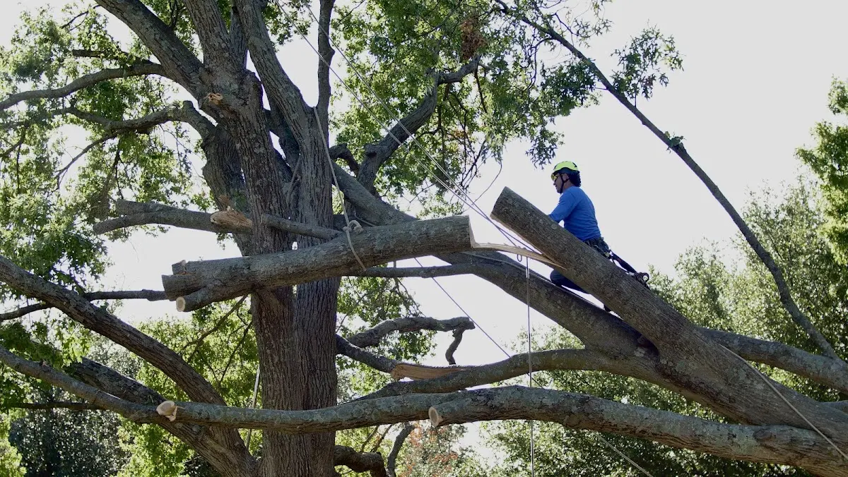 Professional Hazardous Tree Removal performed by certified arborists in Bailey